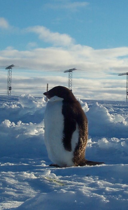 An Adelie penguin in front of the SHARE radar antennas at Halley.