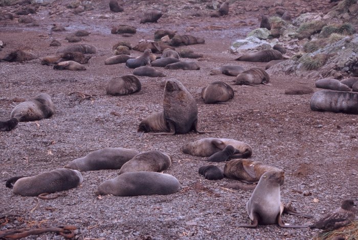 A male Fur Seal inspecting his hareem on Bird Island.