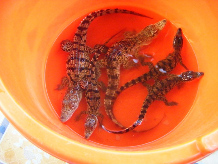 Baby crocodiles in a bucket at the Nubian museum on Elephantine Island in the Nile in Aswan.