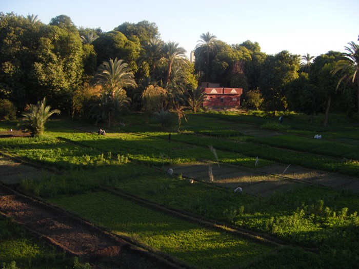 Fields on Elephantine Island in the middle of the Nile in Aswan seen from the roof of the Nubian museum.