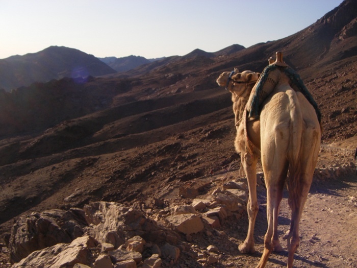A camel admiring the view during the descent from Mount Sinai.