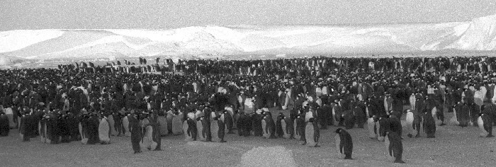 The Emperor penguin colony at Windy Cove in September. There's up to 5000 birds in the colony and the noise and smell is amazing.
