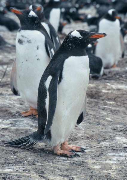 A penguin on the nesting site on Bertha's Beach in the Falkland Islands.