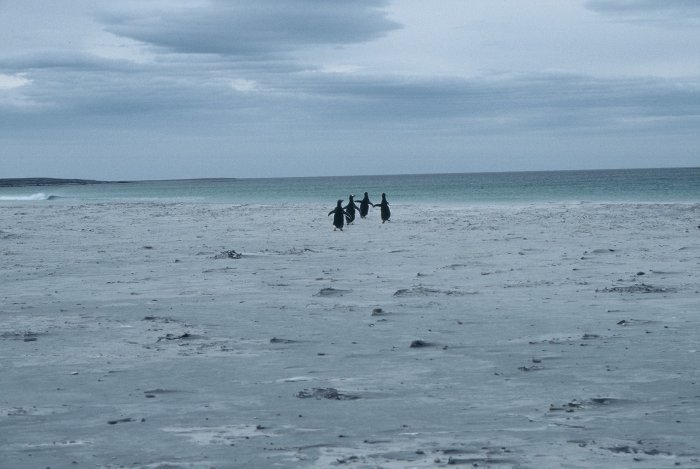 Penguins running into the sea on Bertha's Beach in the Falkland Islands.