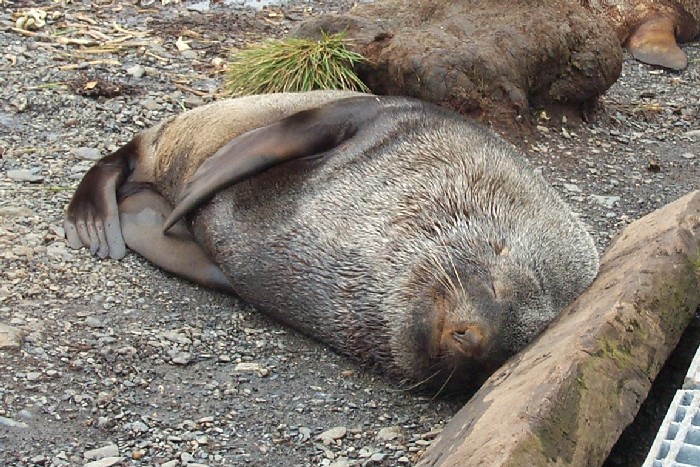 A young fur seal asleep at Bird Island, South Georgia.