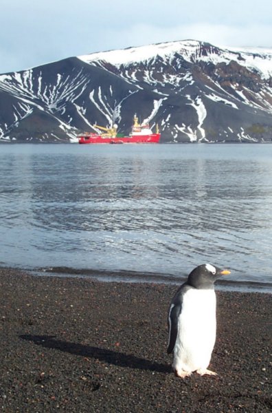 A Gentoo penguin with our ship and cargo tender in the background in the caldera on Deception Island.