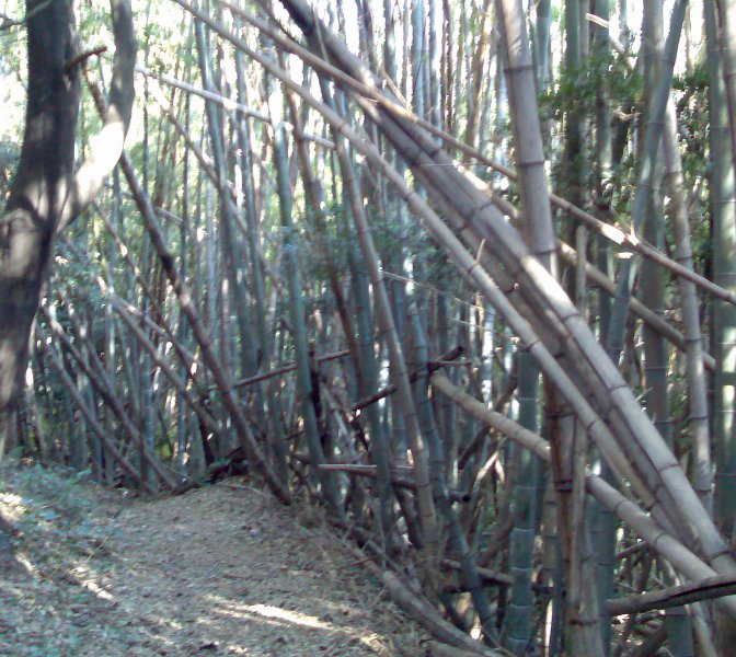 A bamboo forest I walked through on the way down from Mount Sarakura.