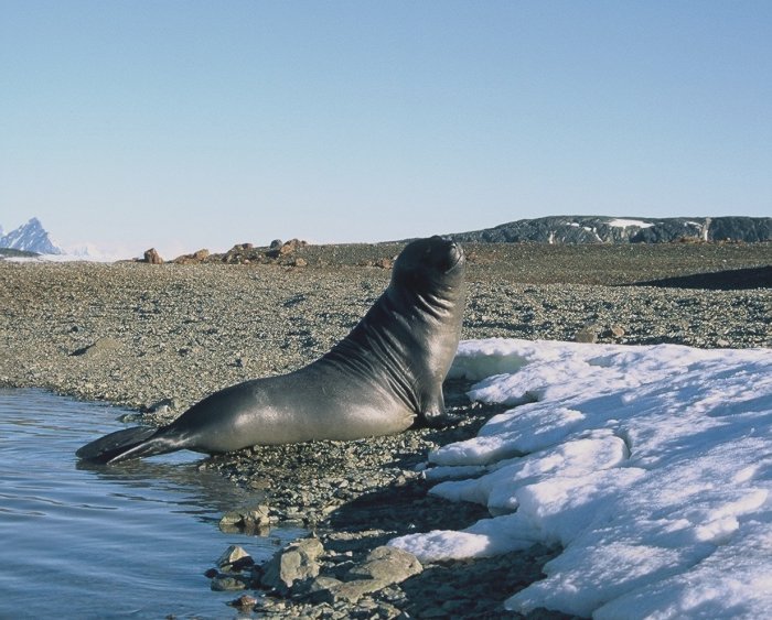 A male Elephant seal checking out what else is going on.
