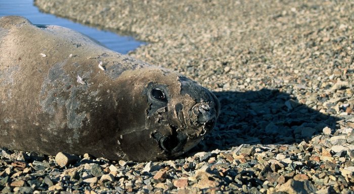 A moulting Elephant Seal on the beach at Lagoon.