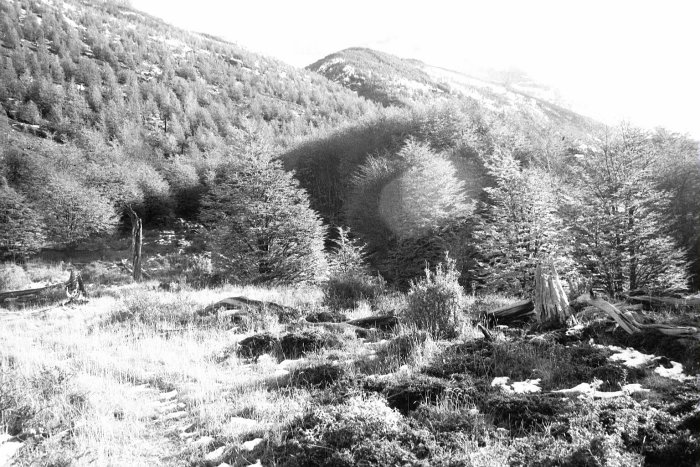 The path up to Los Torres heading up through the woods.