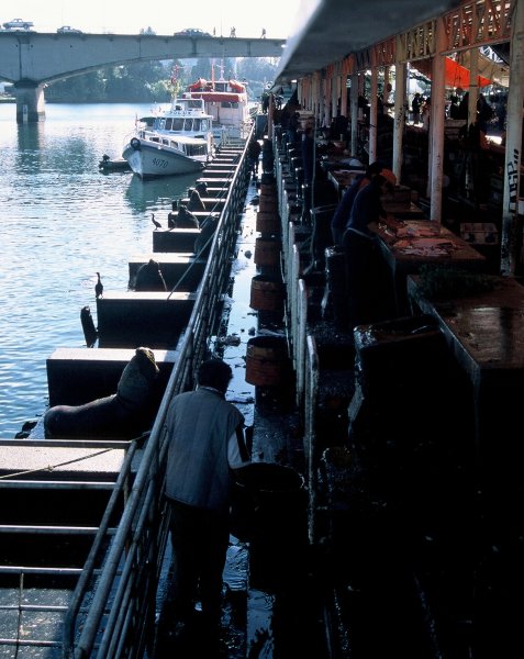The sea lions outside the fish market in Valdivia. The market vendors toss fish heads and other scraps over their soulders and they're caught by the sea lions.