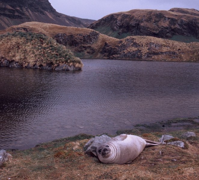An Elephant Seal at Myviken on South Georgia.