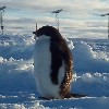 An Adelie penguin in front of the SHARE radar antennas at Halley.
