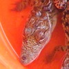 Baby crocodiles in a bucket at the Nubian museum on Elephantine Island in the Nile in Aswan.