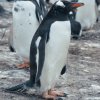 A penguin on the nesting site on Bertha's Beach in the Falkland Islands.
