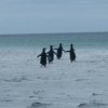 Penguins running into the sea on Bertha's Beach in the Falkland Islands.