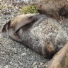 A young fur seal asleep at Bird Island, South Georgia.