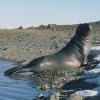 A male Elephant seal checking out what else is going on.