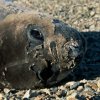 A moulting Elephant Seal on the beach at Lagoon.