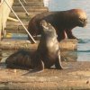 Sea Lions sat outside the fish market in Valdivia, Chile, ready to catch any off-cuts from the stalls. This is one of only a few urban sea lion colonies in the world.
