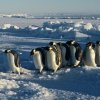 Emperor penguins making their way back to the colony after a trip at sea feeding.
