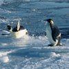 Emperor penguins leaping onto the sea-ice after feeding at sea for several months in September.