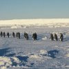 Emperor penguins walking back to the colony together after feeding at sea, at Windy Cove, Halley.