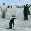 A rather lost looking Adelie amongst the colony of 5,000 Emperor penguins at Windy.