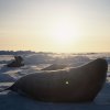 A Weddell seal looking out over the sea ice in the Weddell Sea at Halley in September.