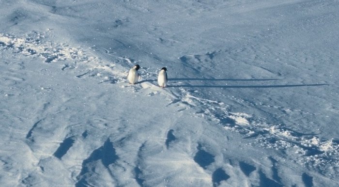 Adelie penguins walking across sea ice in the Weddell Sea. Taken from the deck of the ship, while we were stopped in ice. The Antarctic-summer midnight-sun is really low in the sky because we were only just south of the Antarctic Circle, giving the penguins such long shadows.