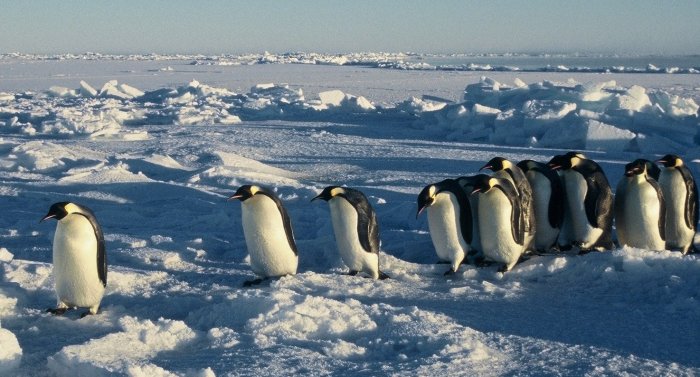 Emperor penguins making their way back to the colony after a trip at sea feeding.