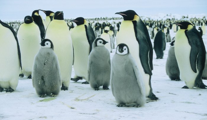 Emperor penguins and chicks at Windy.