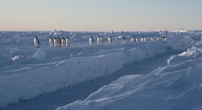 Female empreror penguins walking around a crack in the sea ice while returning to their partners and chicks in September at Windy Cove, Halley.