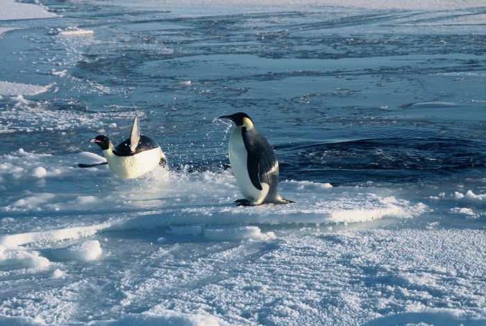 Emperor penguins leaping onto the sea-ice after feeding at sea for several months in September.