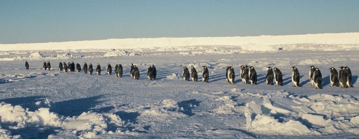 Emperor penguins walking back to the colony together after feeding at sea, at Windy Cove, Halley.