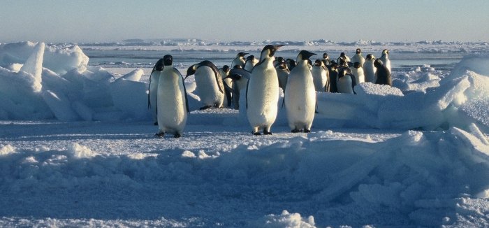 Emperor penguins finding their way through a pressure ridge on the sea ice at Windy Cove in September.