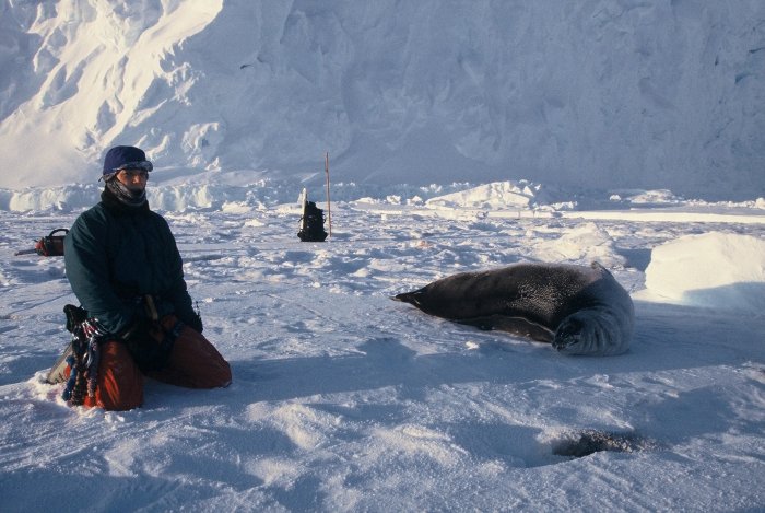 A Weddell seal and myself on the sea ice at Halley on my post-Midwinter trip.