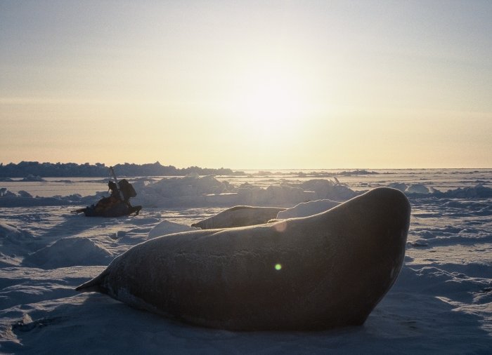 A Weddell seal looking out over the sea ice in the Weddell Sea at Halley in September.